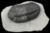 Large, Drotops Trilobite With Great Eyes #69753-4
